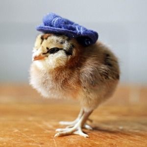 Meet your Posher, Amazing Brands